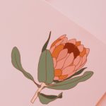 Protea Flower Illustration