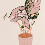 Polka Dot Plant Illustration